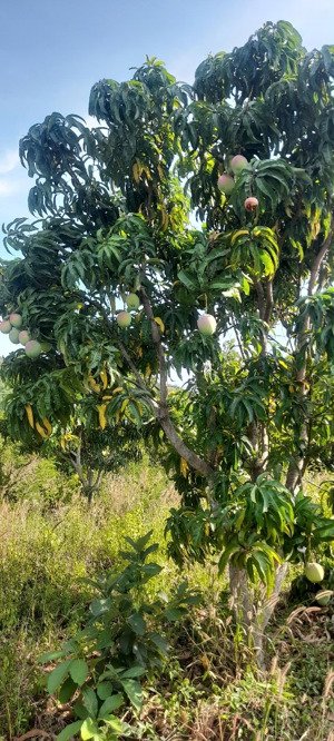 cần bán gấp 2 hecta xoài úc tại tp. cam ranh, hơn 170m mặt tiền, 200tr/sào