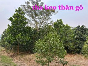 bán trang trại, khu n, khu nghỉ dưỡng ở xã thành vân, thạch thành, thanh hóa, 5 triệu vnd, 50000 m2