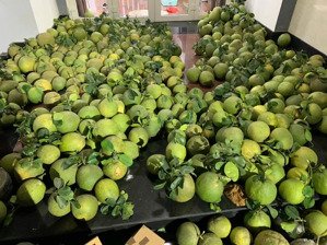 vườn bưởi 5000m2 mặt tiền hương lộ 15 sẵn hệ thống tưới tiêu hiện đại, có sẵn 400m2 thổ cư