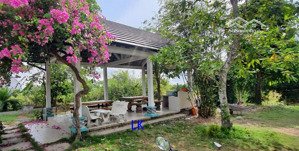 bán trang trại: 51.000m² - sầu riêng, mít. có bán riêng lẻ. đt 850, xã láng biển, h tháp mười.