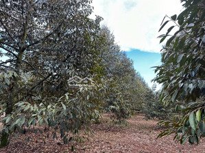 ngợp bán nhanh lô đất vườn sầu riêng thì mạnh có thổ cư bám hồng tại xã bảo bình đồng nai