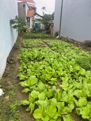 bán đất 83m2, 1,45 tỷ tại nguyễn tri phương, cẩm nam, hội an, quảng nam