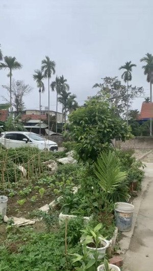 bán đất giá rẻ ngõ ô tô vào được tận nơi tại lâm động (phường hoàng lâm), thủy nguyên, hải phòng