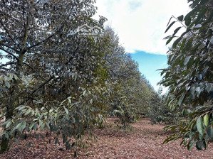 bán vườn sầu riêng đang thu mạnh tại xã bảo bình ,cẫm mỹ ,đồng nai có hơn 300m2 thổ cư