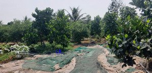 bán vườn mít: 4.150m² (43m x 80m, nở hậu, đất lúa) đường thủy lợi (giáp lộ đan 3m)