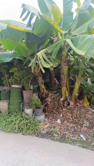 bán lô đất vĩnh phú thuận an 110m2 giáp ranh thủ đức 2,8 tỷ đường ôtô thổ cư đã sát nhâp tp.hcm