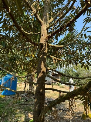 bán farm giáp sông cái nha trang tại xã khánh nam, khánh vĩnh, khánh hòa, giá tốt