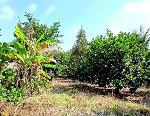 vườn trái cây thập cẩm hiếm ở bình dương