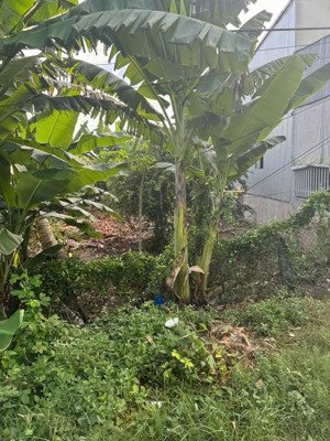 chủ gỡi ( 202m2 ) đất thổ cư thuộc xã phú thuận h thoại sơn an giang.