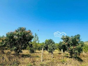 chỉ 370 triệu sở hữu ngay 1000m2 đất trồng cây lâu năm tại diên lâm, diên khánh