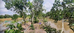bán đất lúa: 46.000m² (mặt tiền 36m, thổ 1.000m², 7.000m² cln) đường nhựa 3.5m, xã phú điền.