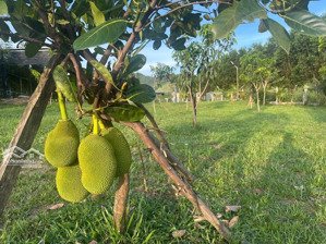 bán đất trồng cây an sơn - hoà ninh
- diện tích: 900m2 - có tường rào cổng ngõ đầy đủ, khuôn viên