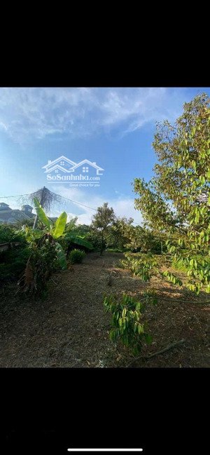 bán gấp gần 9,4 sào đất vương vức có vườn sầu riêng đang thu hoạch giá siêu rẻ