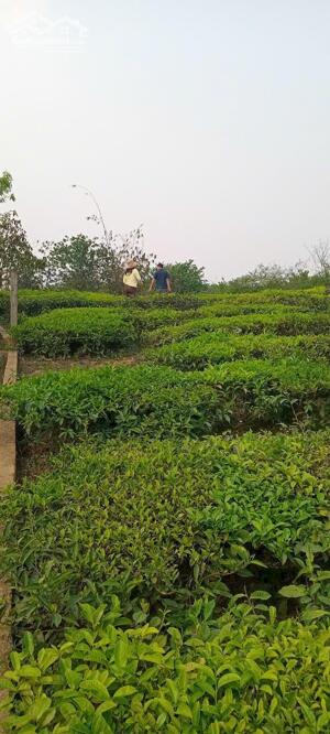 SIÊU PHẨM TRUNG TÂM MỘC CHÂU – VIEW HỒ – GIÁ TỐT – SỔ RIÊNG!