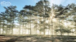 Bán lô đất VIP 6296m2 trên cung đường du lịch Mimosa Phường 10, Đà Lạt, có suối, view đẹp.