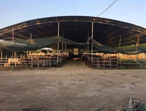 cần bán gấp trang trại 15ha đầy đủ hạ tầng, vận hành ngay phú yên giá chỉ 1x tỷ