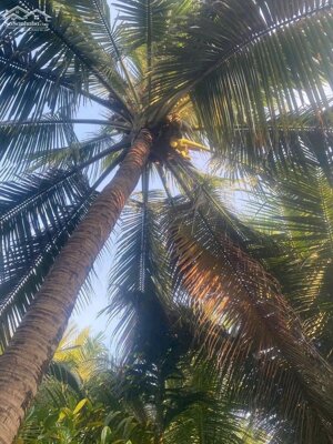 Đất công, đất mẫu, đất vườn Phước Thạnh. Bến Tre