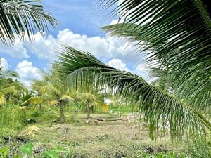 Cặp Nền Mặt tiền đường Nguyễn Viết Xuân Ngay chợ Ngã Ba, Q.Bình Thủy, TP.Cần Thơ