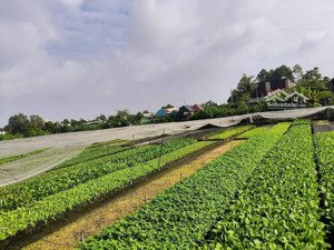 cần bán gấp 3000 m2 đất sổ hồng riêng tại ấp 3a, xã vĩnh lộc b, bình chánh, liền kề khu dân cư