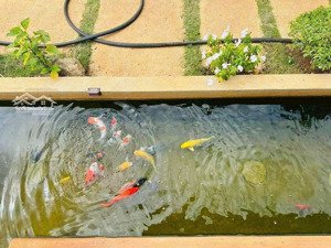 cắt lổ căn nhà vườn có hồ cá koi 222m2 tại trung tâm bảo lộc gồm nhà :2pn,1wc,1 bếp , sân vườn .