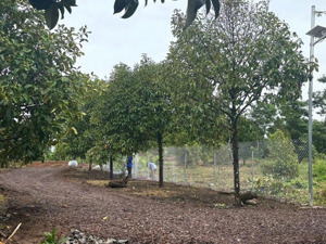 vườn bình yên giáp suối tại: bình lộc, long khánh, đồng nai giá chỉ 755 triệu / sào