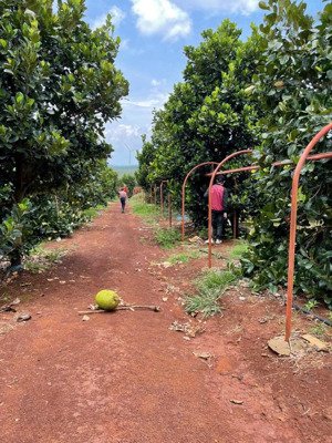 lô đất vườn bazan 62.457 m2 (6.25 ha) chư prông, gia lai, có cây ăn trái tiện làm vườn giá 8.5 tỷ