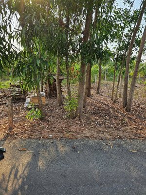 đất trồng cây hàng năm đường nhựa, từ nguyễn hữu thọ quẹo vô tới liền