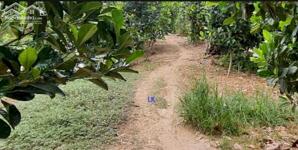 Bán đất lúa: 5.500m² (Mặt tiền 7.5m, nở hậu) Đường xe ba gác, xã Mỹ Thọ, H Cao Lãnh. Đồng Tháp