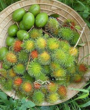 ông bà lớn tuổi cần bán vườn dưỡng già gần dầu giây, tp long khánh, sổ hồng riêng hỗ trợ vay nhanh