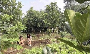 bán mảnh vườn bưởi 2800m2 năm sát tp đồng xoài .