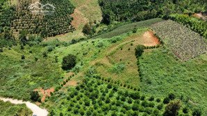 bán đất tại xã đại lào, bảo lộc, lâm đồng, 1,55 tỷ, 2800 m2
