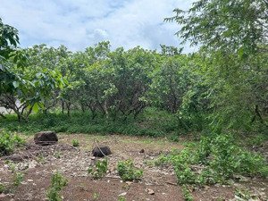 bán 80mt đường đất 1ha cách quốc lộ 13 1km