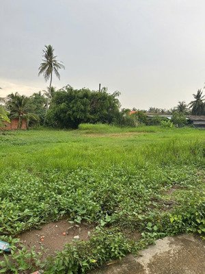 bán gấp 920m2 đất nhà vườn xã an vĩnh ngãi, tp tân an, long an có 370m2 thổ cư, giá chỉ 2.3 tỷ
