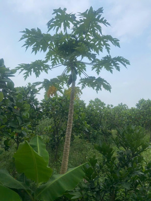 bán trang trại khu nghỉ dưỡng tại duyên hà, 3,3 tỷ, 590m2