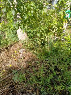 Bán nền: 123m² (6m x 20.7m, thổ 100%) KDC xã Ba Sao, H Cao Lãnh, Đồng Tháp