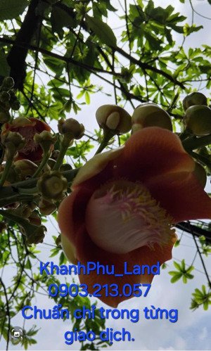 trung chánh_hm_ nhà 200m2 full thổ cư _ ko qh ko lộ giới_ đường trc nhà 8m. 12ty còn tl