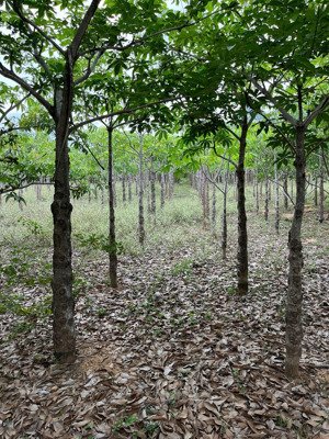 chính chủ bán hơn 2,1ha đất cln đang trồng mủ trôm thuận nam, ninh thuận chỉ 148tr/sào. tổng 3,2 tỷ