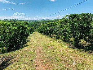bán 3,4 ha đambri, mặt tiền đường 90m