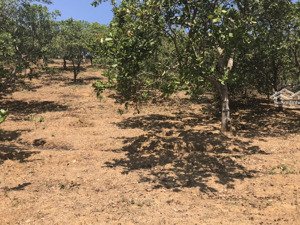 bán gấp 4.6ha đất tại xã tân thành, bù đốp, bình phước, giá rẻ chỉ 2.1 triệu/m2