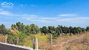 Bán vườn trái cây THỊ TRẤN PHƯỚC HẢI - LONG ĐẤT- BRVT Dt 3000m2 -33.5x90m Quy hoạch đất ở- 2 mặt tiền trước sau Đi biển Phước Hải 3km Giá chỉ 9 TỶTL L