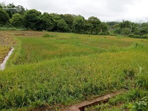 Chính chủ bán 132m2 tại Chiềng Châu, Mai Châu, Hoà Bình