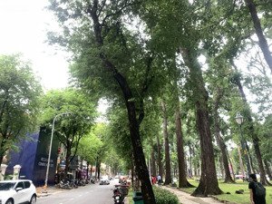 biệt thự pháp cổ 2 tầng, lô góc mt 14m hàn thuyên, view công viên, 315m2, 1 sổ, cực giá trị, 450 t