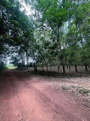 đất skc tam lập, huyện phú giáo trả tiền 1 lần 07/2053
dt: 7.039 m2