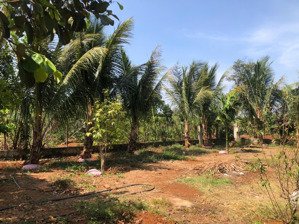 bán trang trại, khu nghỉ dưỡng tại xã ea tu, buôn ma thuột, đắk lắk, 4,3 tỷ, 1035,5 m2