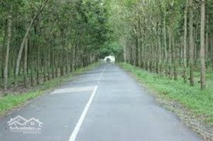 cần bán gấp 4ha2 cao su có 300m2 tc tại xã tân thành, bù đốp, bình phước, giá rẻ chỉ 1.6 triệu/m2