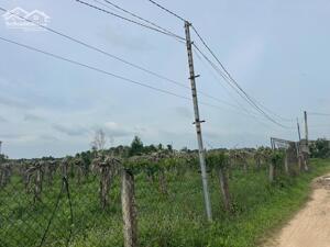 1,6 Sào Sổ Riêng Quy Hoạch Đất Ở,Tân Bình, Lagi Gần Biển