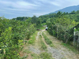 bán lô đất 1ha giá 1tỷ8 đồng phú bình phước đất bằng phẳng thích hợp đầu tư.