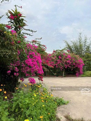 bán lô đất nhà vườn cực đẹp ngay thị xã trảng bàng 607m2 có thổ cư giá 1 tỷ 545