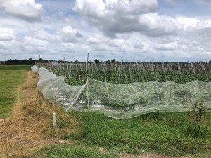 bán đất tại an ninh tây, đức hòa, long an, 3,8 tỷ, 822 m2