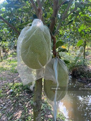 thanh lý vườn bơ+mít 3218m2 giá 550tr ngay trung tâm huyện cách kcn đp 2km sẵn sổ.lh vy)